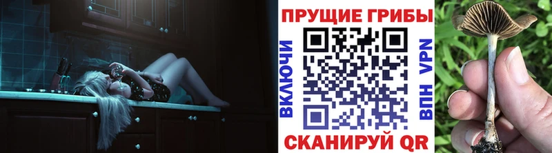 Псилоцибиновые грибы мицелий  купить наркоту  Гай 